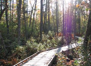 Bangor City Forest Bog Walk