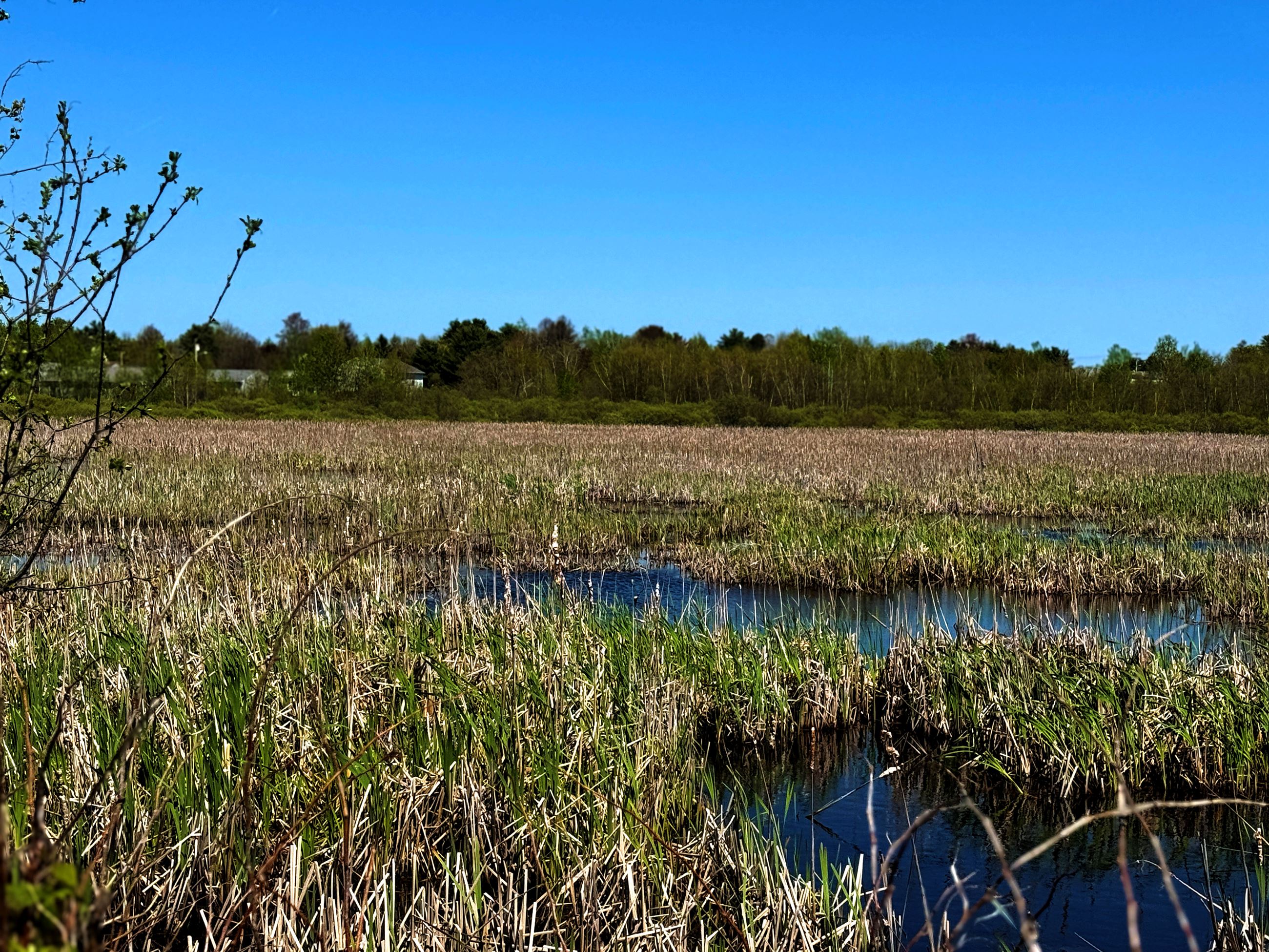 Essex Street Woods Water View